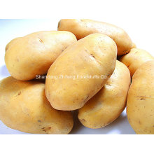 2016 Shandong Province Fresh Potato